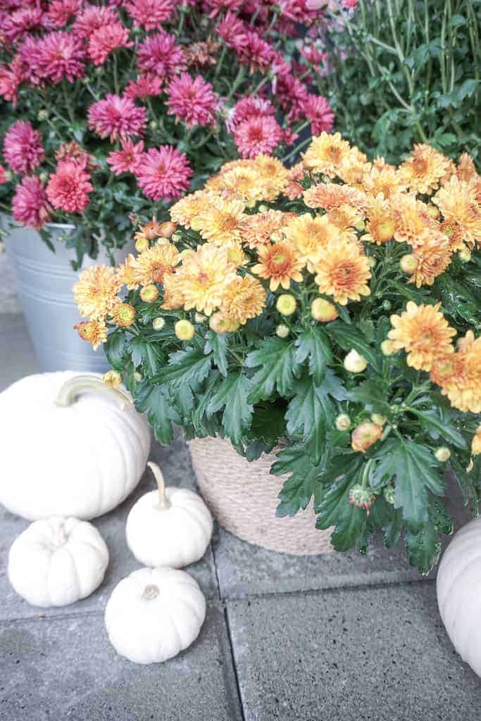 Two pots of mums, purple and orange. UYou can only see one pot - the orange flowers are in a super cheap DIY planter that Signed Samantha made using jute wrapped around the pot. White pumpkins are also in the background.