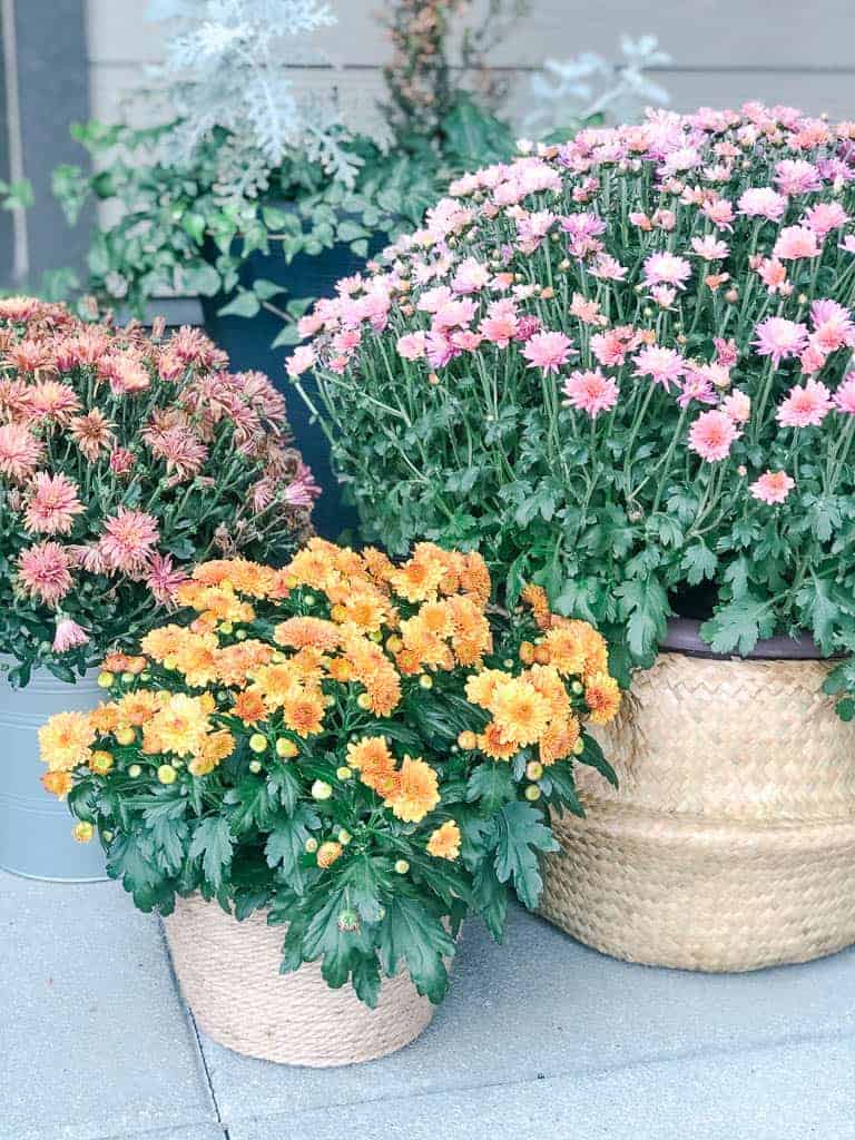 Three pots of mums, some purple and some orange. One in a wicker basket, and the other in a super cheap DIY planter that Signed Samantha made using jute wrapped around the pot