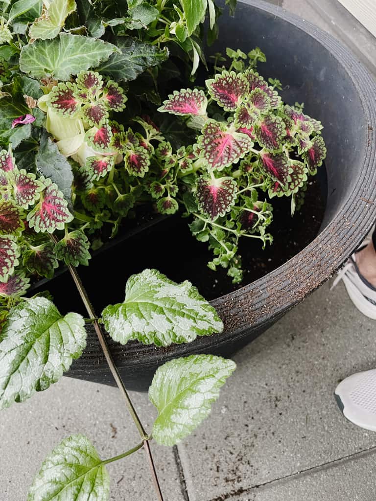 planter basket inside of a planter pot without the soil covering it